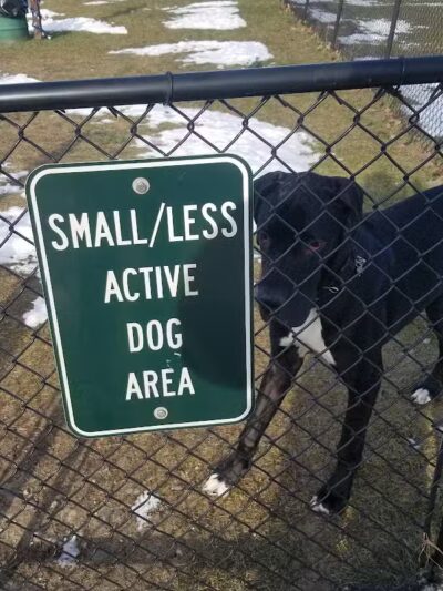 Animal Hospital of Lowell Dog Park - Lowell, MI