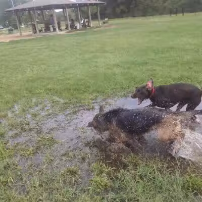 Animal Hospital of Lowell Dog Park - Lowell, MI