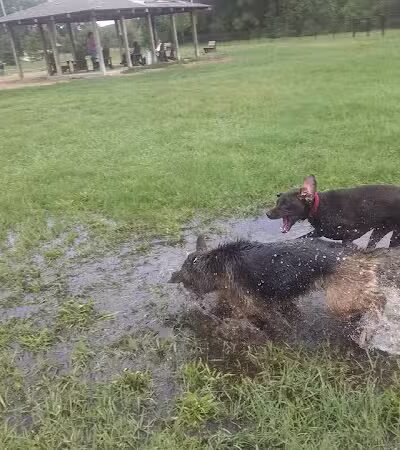 Animal Hospital of Lowell Dog Park - Lowell, MI