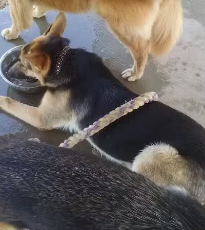 Animal Hospital of Lowell Dog Park - Lowell, MI