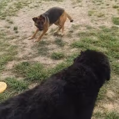 Animal Hospital of Lowell Dog Park - Lowell, MI