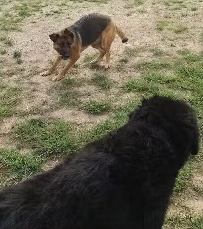 Animal Hospital of Lowell Dog Park - Lowell, MI