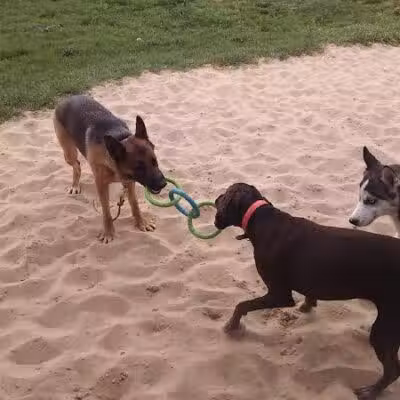 Animal Hospital of Lowell Dog Park - Lowell, MI