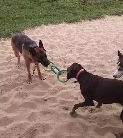 Animal Hospital of Lowell Dog Park - Lowell, MI