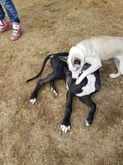 Animal Hospital of Lowell Dog Park - Lowell, MI