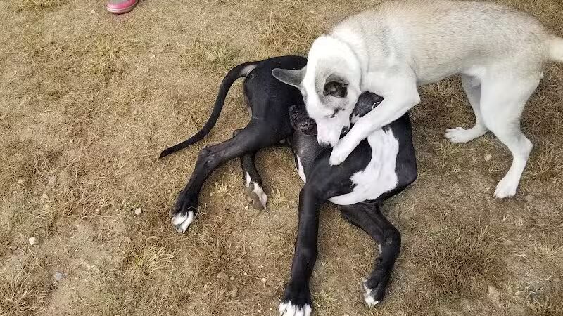 Animal Hospital of Lowell Dog Park - Lowell, MI