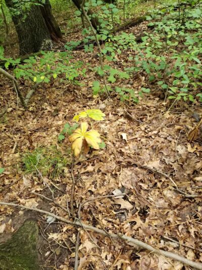 NCT - North Country Trail head - Lowell,