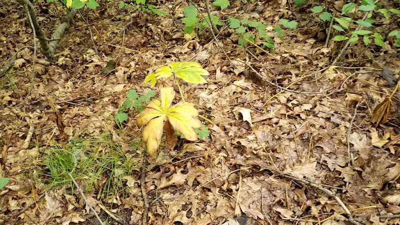 NCT - North Country Trail head - Lowell,