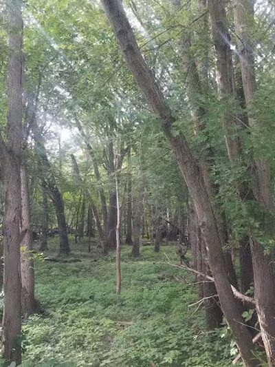 Stoney Lakeside Park and Dog Park - Lowell, MI