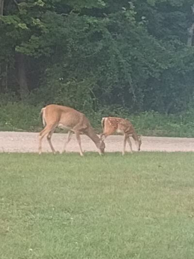 Ludington's Central Bark Park - Ludington, MI