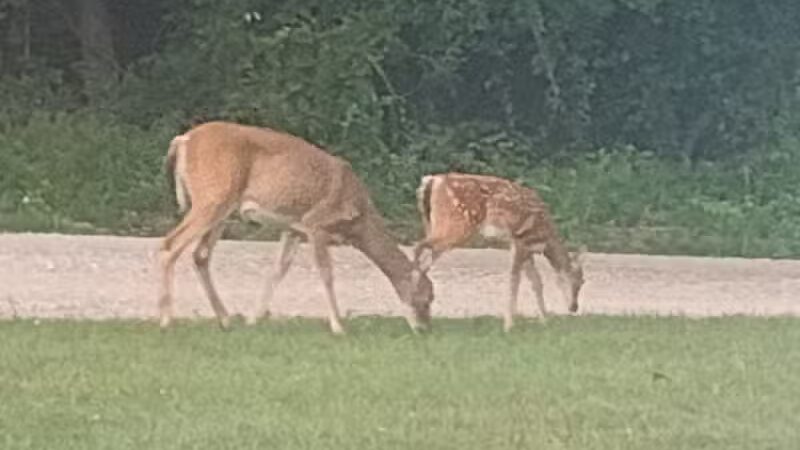 Ludington's Central Bark Park - Ludington, MI