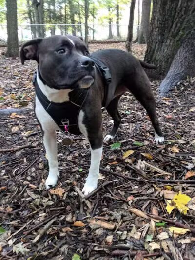 Ludington's Central Bark Park - Ludington, MI