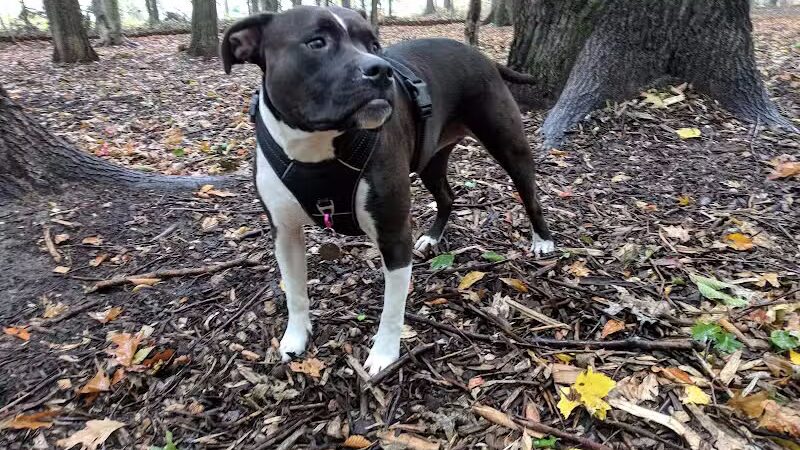 Ludington's Central Bark Park - Ludington, MI
