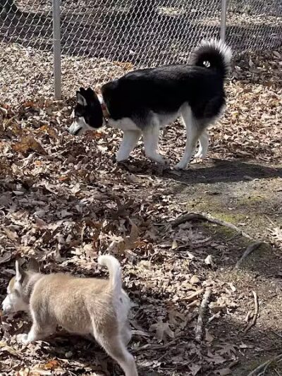 Ludington's Central Bark Park - Ludington, MI
