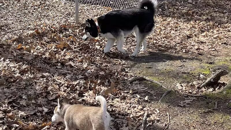 Ludington's Central Bark Park - Ludington, MI