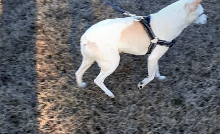 Kershaw County: West Complex - Lugoff, SC