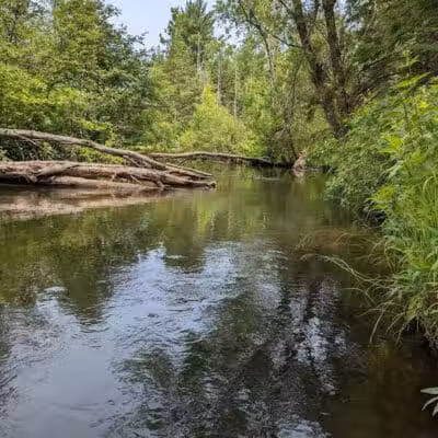 Rifle River Recreation Area - Lupton,