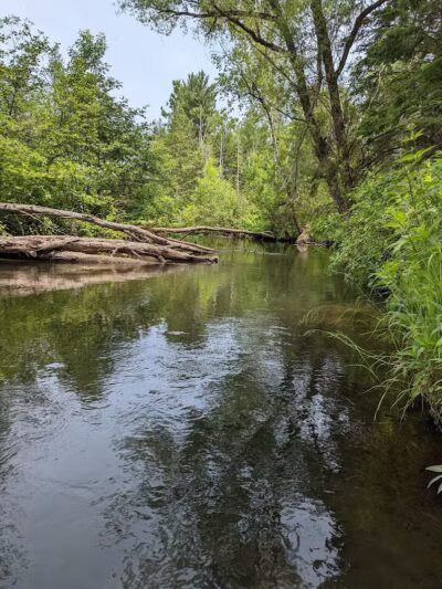Rifle River Recreation Area - Lupton,