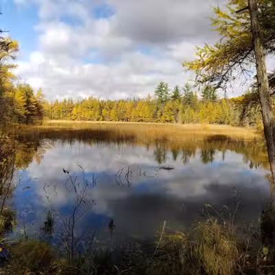 Rifle River Recreation Area - Lupton,