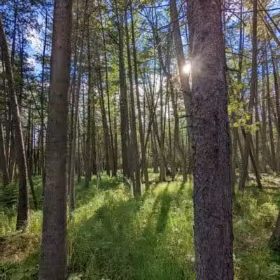 Rifle River Recreation Area - Lupton,