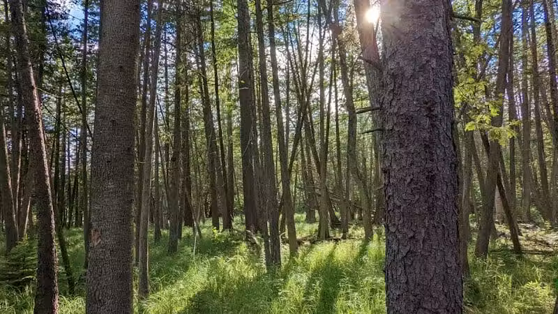 Rifle River Recreation Area - Lupton,