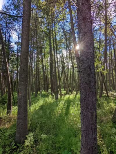 Rifle River Recreation Area - Lupton,