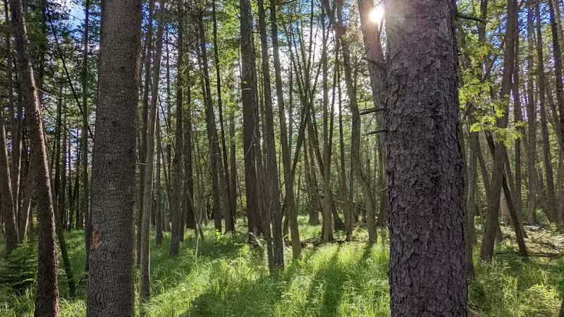 Rifle River Recreation Area - Lupton,