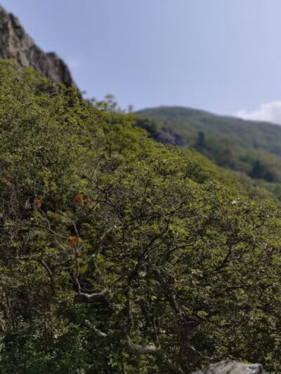 Lake Arrowhead Park and Recreation Area - Luray, VA