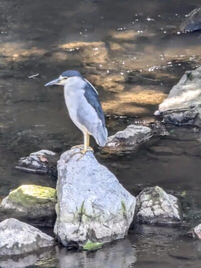 Luray-Hawksbill Greenway - Luray, VA