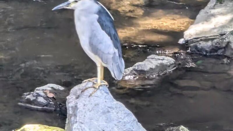 Luray-Hawksbill Greenway - Luray, VA