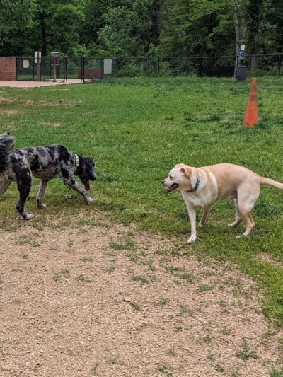 Lynchburg Dog Park - Lynchburg, VA