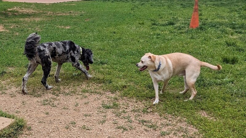 Lynchburg Dog Park - Lynchburg, VA