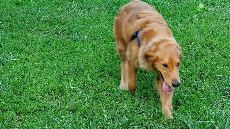 Lynchburg Dog Park - Lynchburg, VA