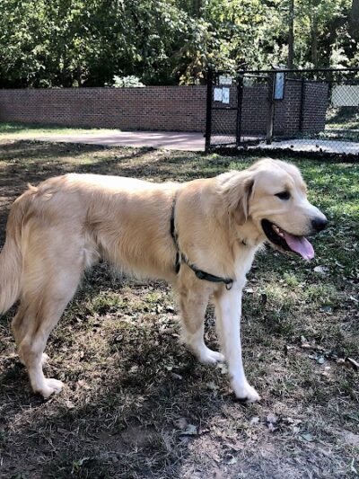 Lynchburg Dog Park - Lynchburg, VA