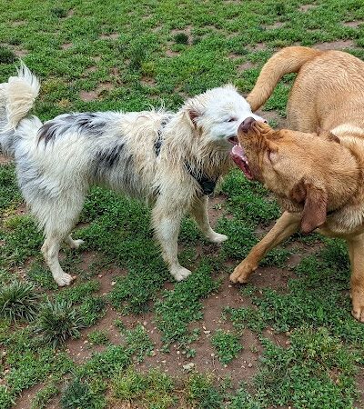 Lynchburg Dog Park - Lynchburg, VA