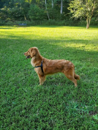 Lynchburg Dog Park - Lynchburg, VA