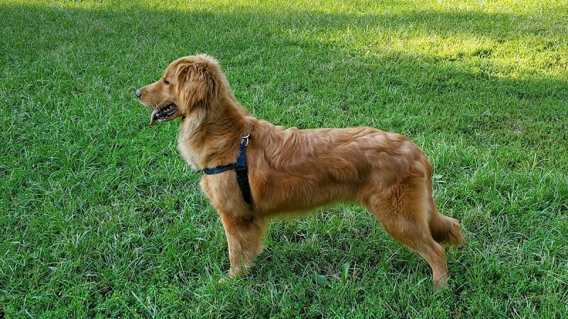 Lynchburg Dog Park - Lynchburg, VA