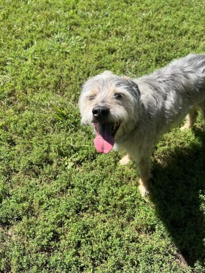 Lynchburg Dog Park - Lynchburg, VA