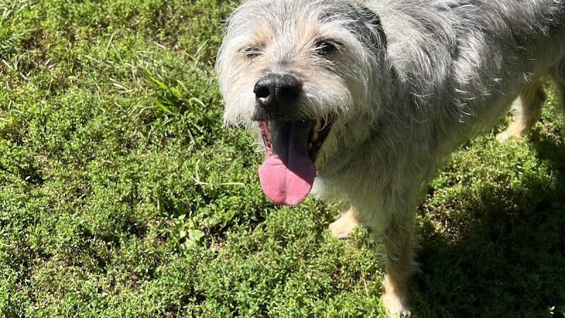 Lynchburg Dog Park - Lynchburg, VA