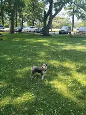 Lyndhurst Dog Park - Lyndhurst, NJ
