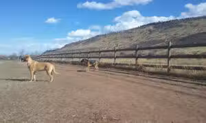 Lyons Dog Park