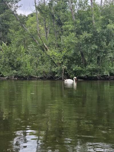 Pitchford Park - Macomb,