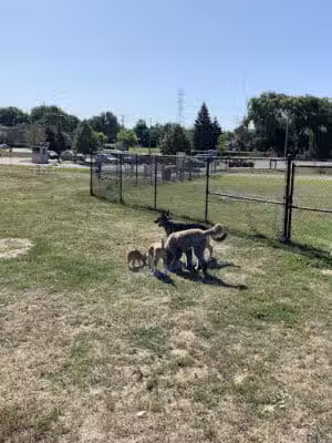 Red Oaks Dog Park - Madison Heights, MI