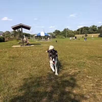 Red Oaks Dog Park - Madison Heights, MI