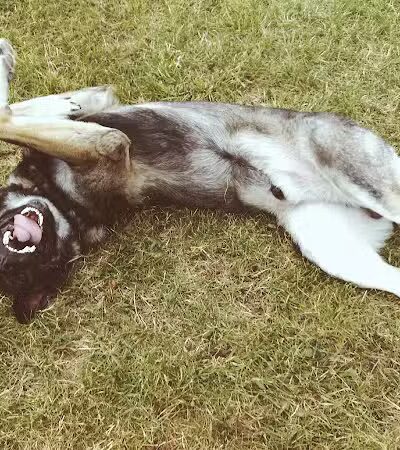 Red Oaks Dog Park - Madison Heights, MI