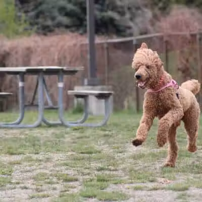 Red Oaks Dog Park - Madison Heights, MI