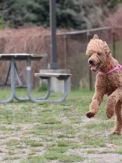Red Oaks Dog Park - Madison Heights, MI