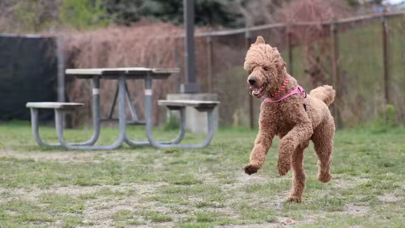 Red Oaks Dog Park - Madison Heights, MI