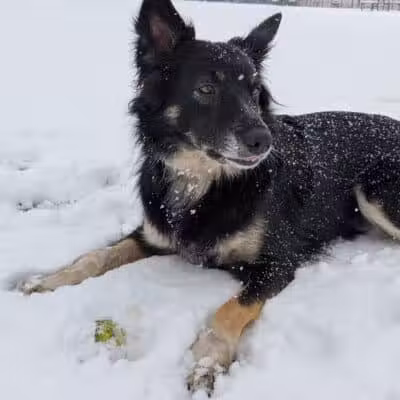 Red Oaks Dog Park - Madison Heights, MI
