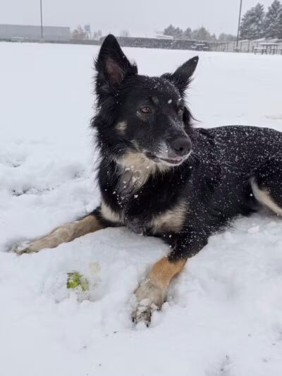 Red Oaks Dog Park - Madison Heights, MI